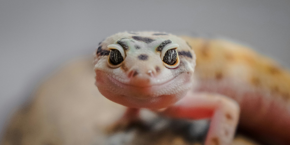 Reptile Reptile