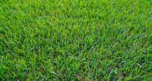 Centipede Sod in Atlanta