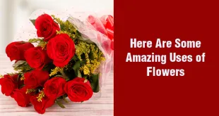 6 Amazing Uses of Flowers