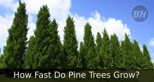 How Fast Do Pine Trees Grow?