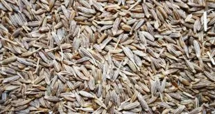 4 Seeds That Help You Massively In Weight Loss