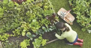 Vegetable Gardening at Home
