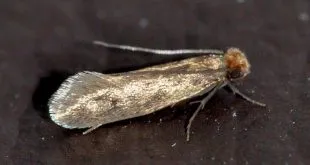 clothes moths