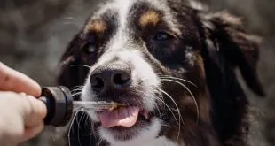 How To Buy The Right CBD Oil For Your Pets