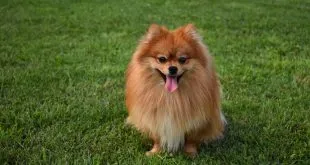 pomeranian dog