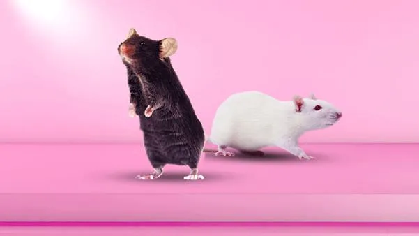 Mouse