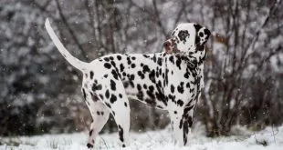 Dalmatian dog