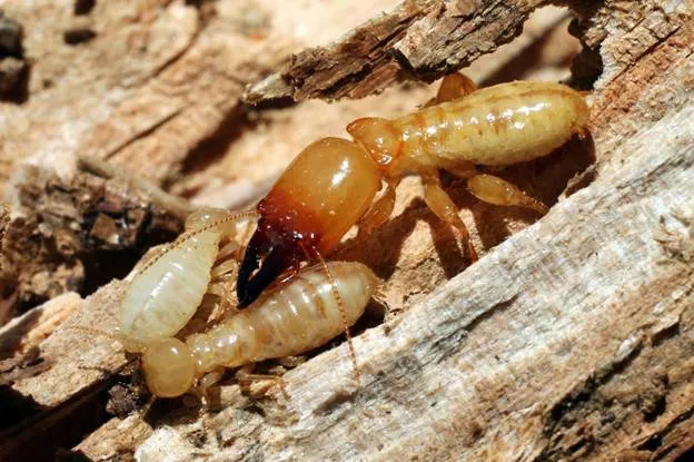 Termites vs Ants