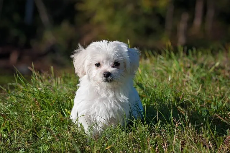 dog training