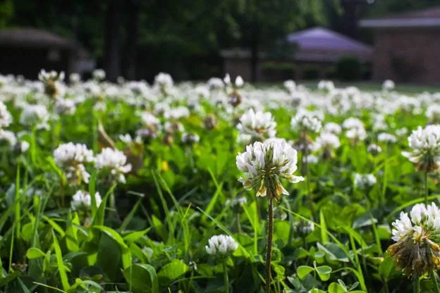 Kill Lawn Weeds