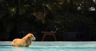 Pet-Friendly Places