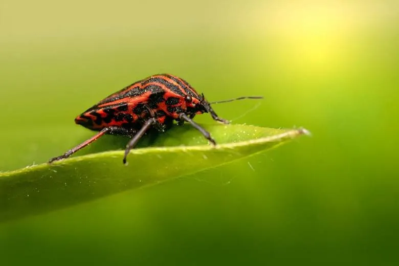 Baby Stink Bugs