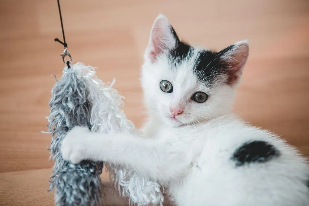 cat toy