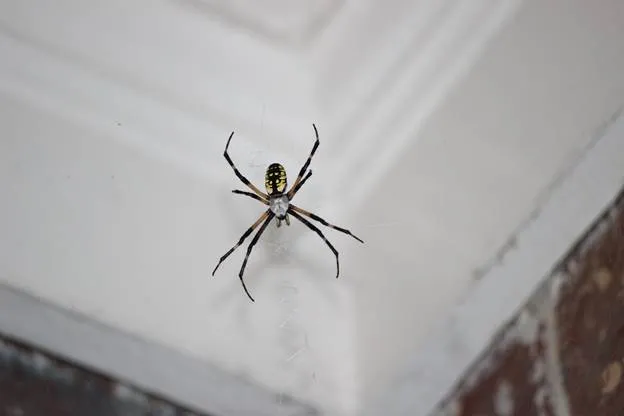 Get Rid of Spiders