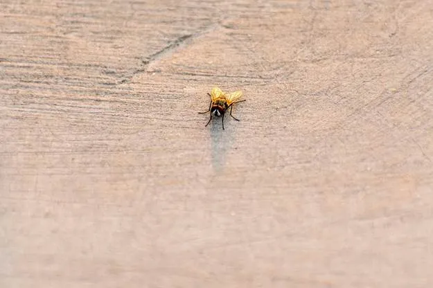 Roof inspection for preventing bug infections