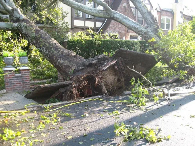 Tree Removal
