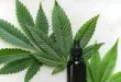 health benefits of cannabis