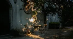 Best Plants for Low-Light Areas